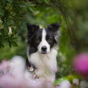 Border Collie Hündin unter einem Rosenbusch