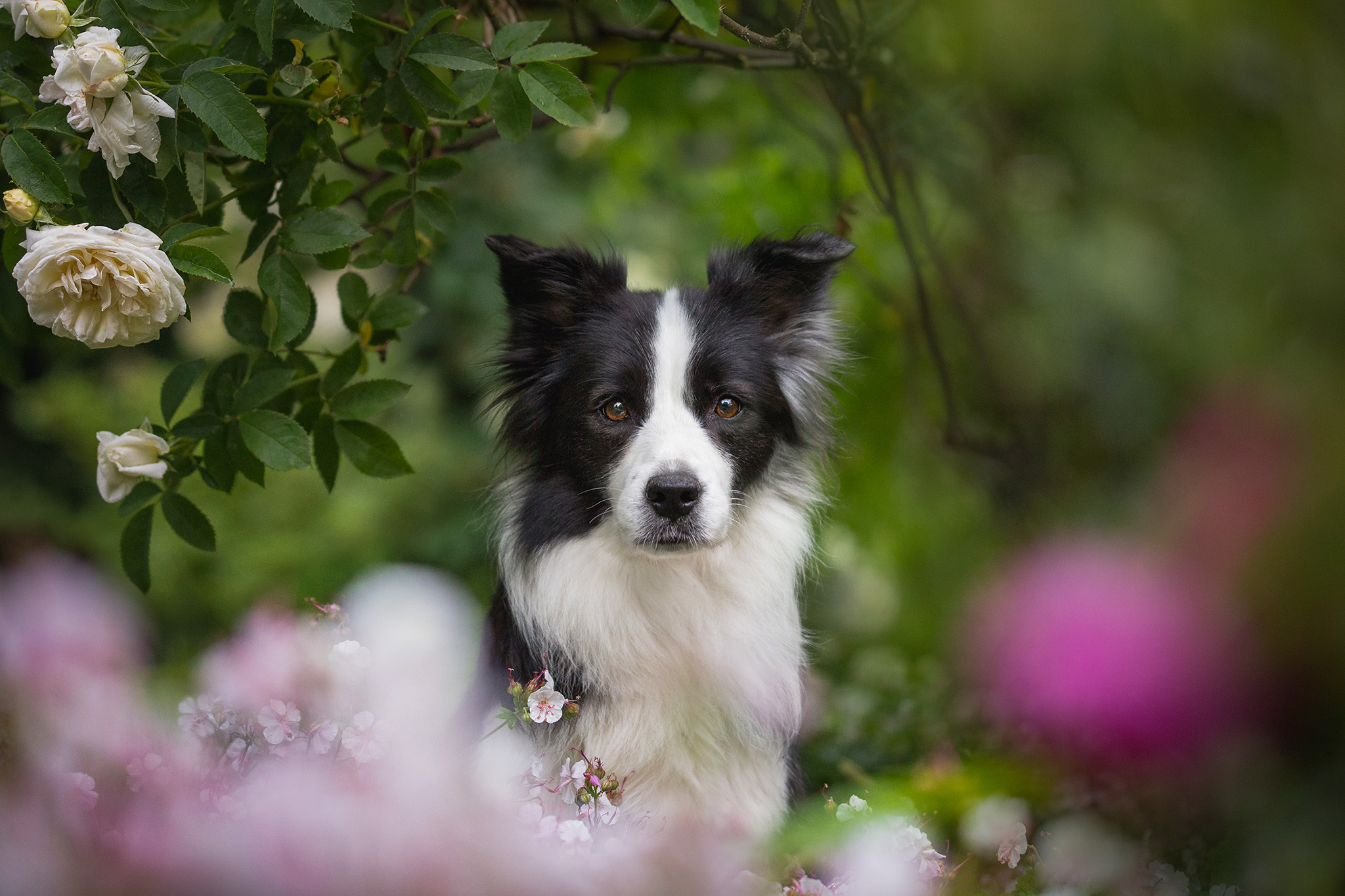 Border Collie Hündin unter einem Rosenbusch