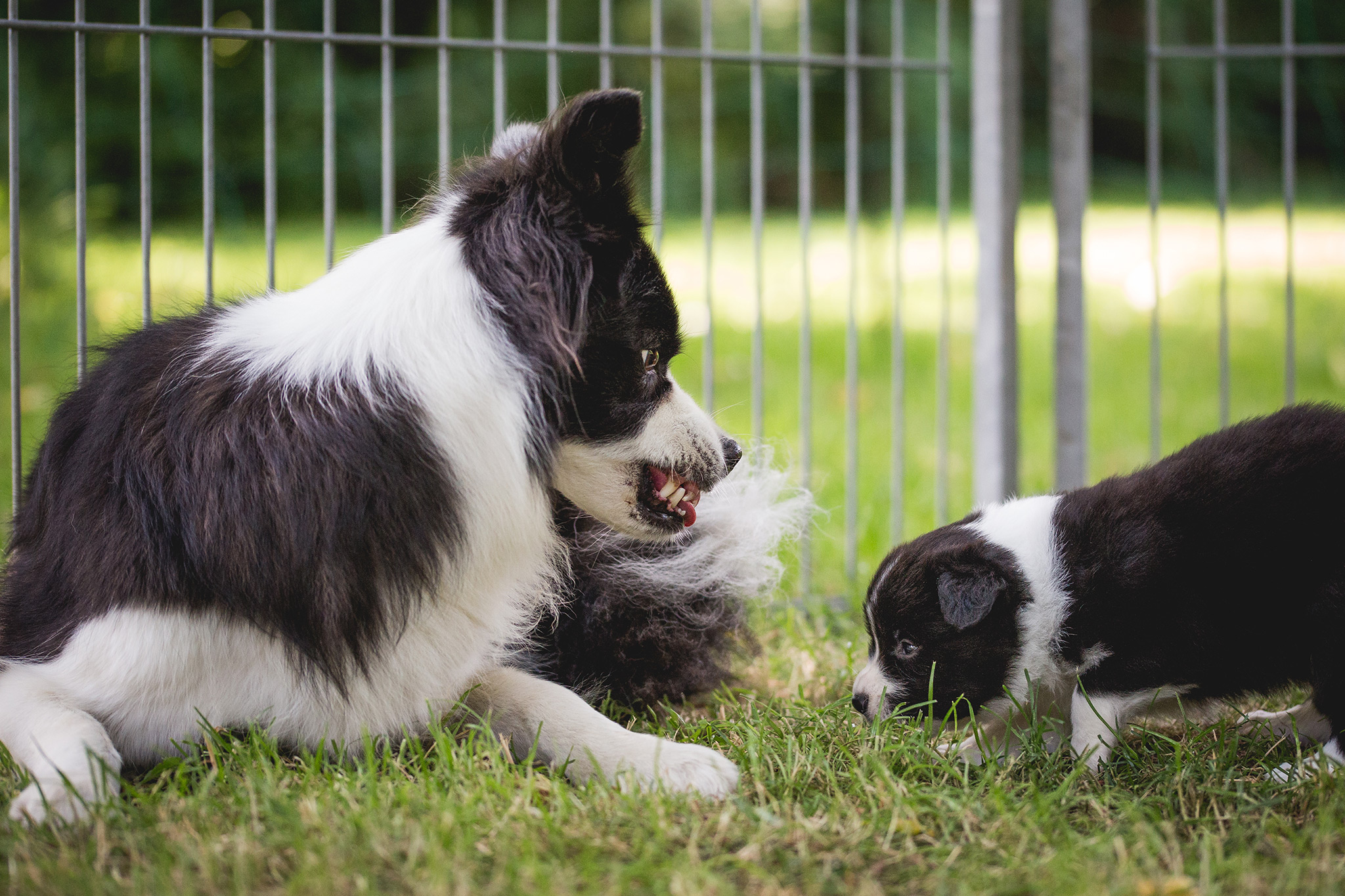 Border Collie Hündin zeigt Drohgebärde gegenüber Welpen