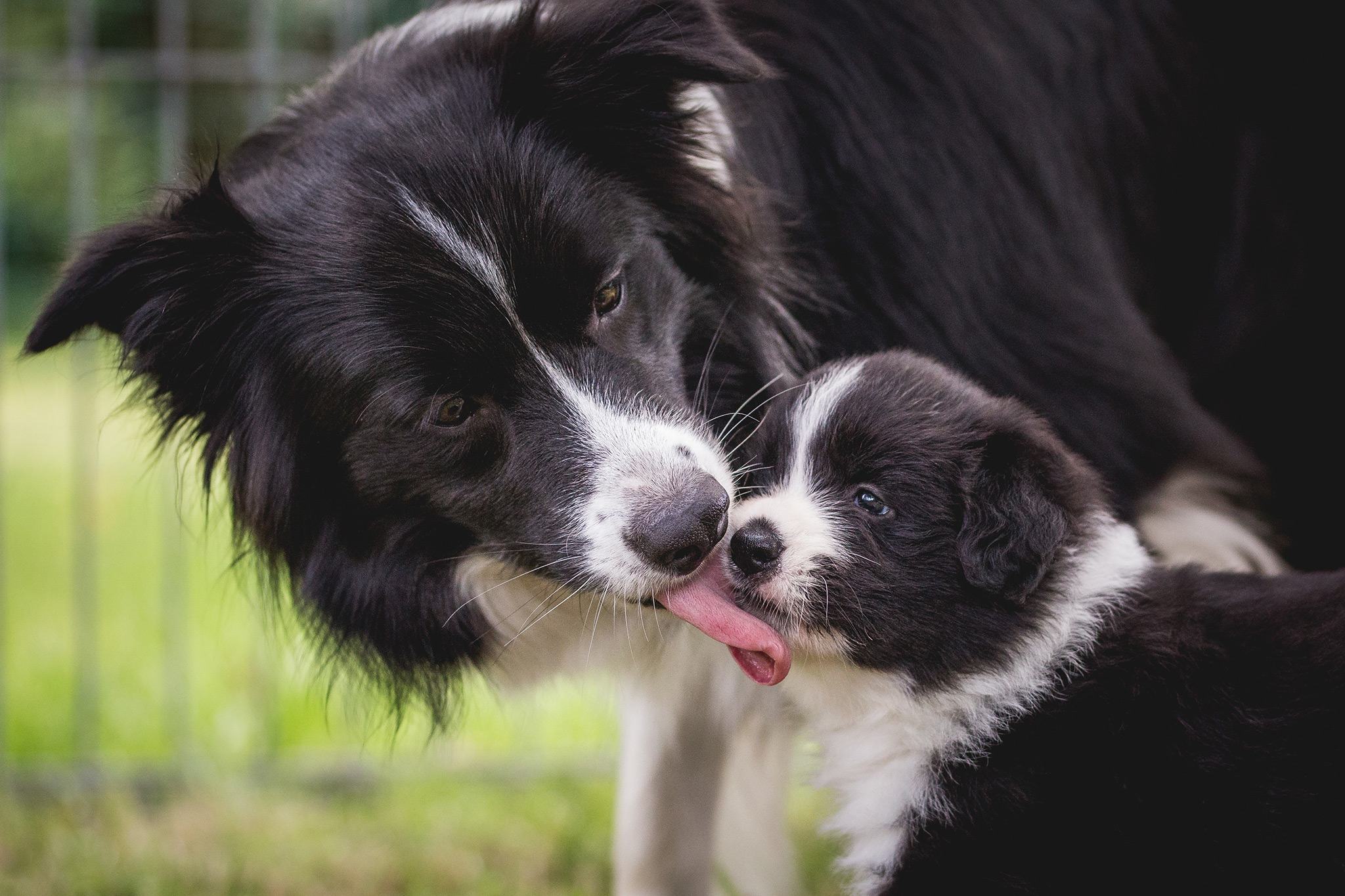 Border Collie Hündin pflegt ihre Welpen