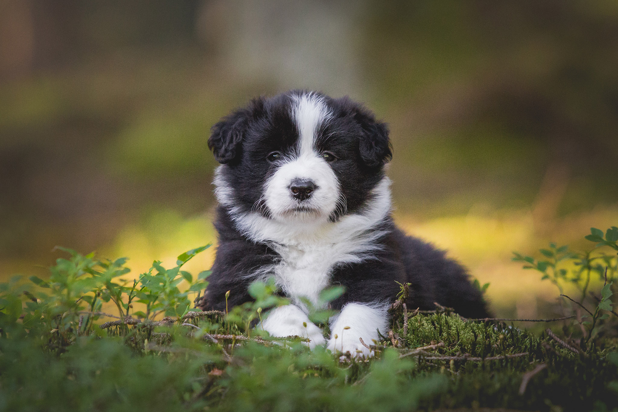 Fünf Wochen alter Border Collie Welpe bei einem Ausflug in den Wald