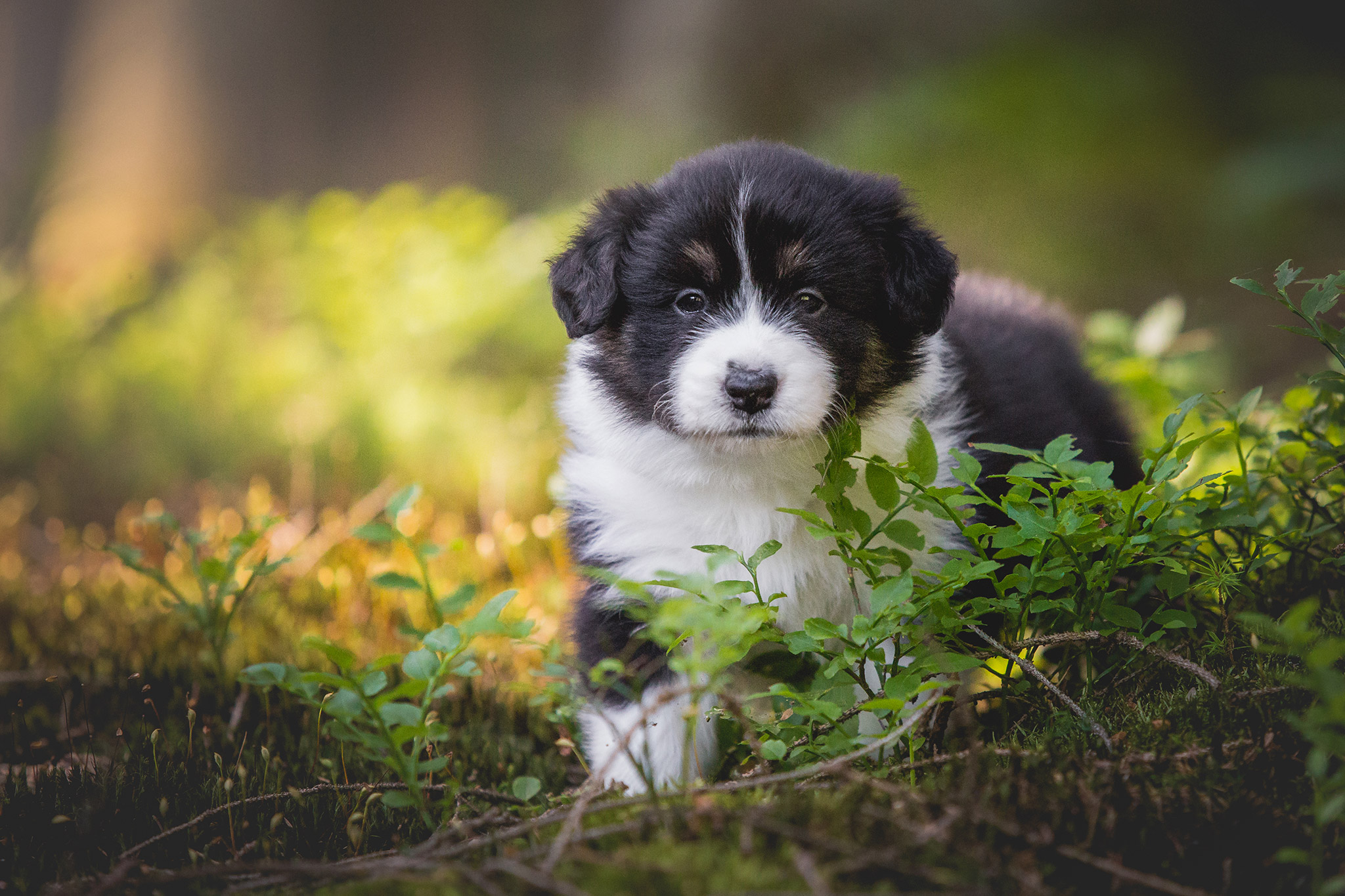 Fünf Wochen alter Border Collie Welpe bei einem Ausflug in den Wald