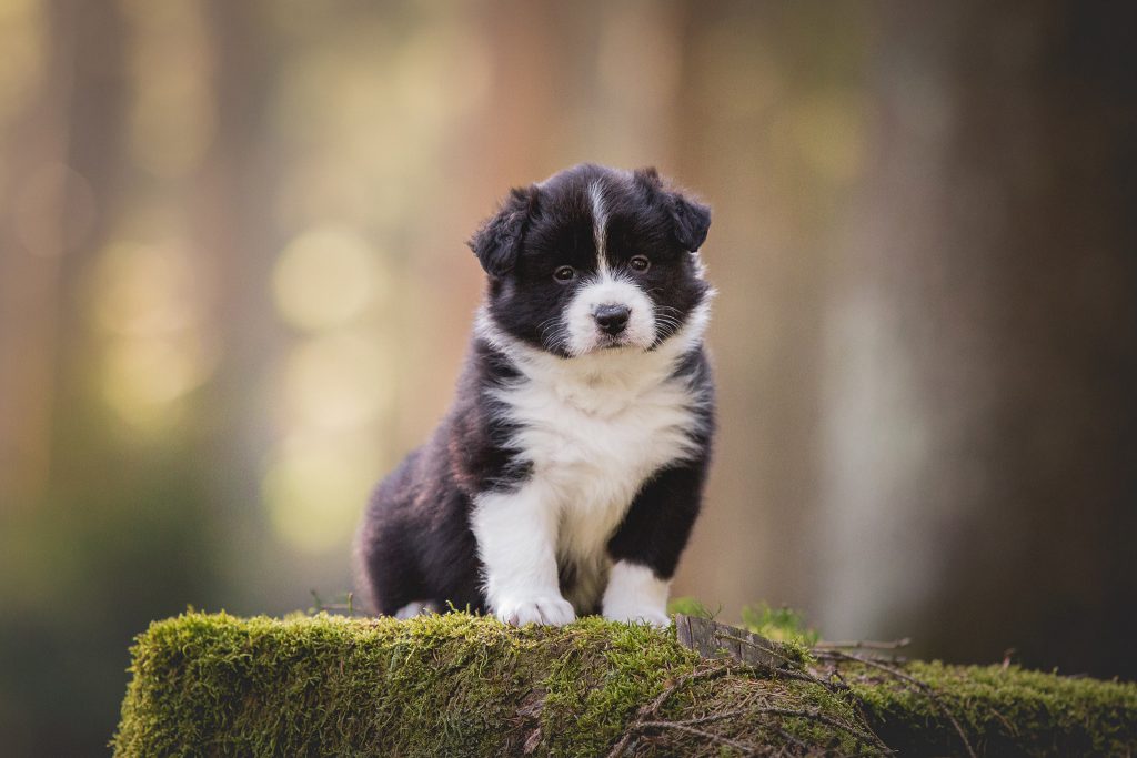 Fünf Wochen alter Border Collie Welpe bei einem Ausflug in den Wald