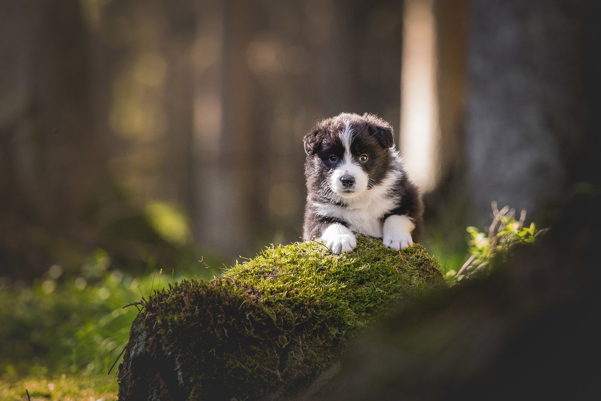 Fünf Wochen alter Border Collie Welpe bei einem Ausflug in den Wald