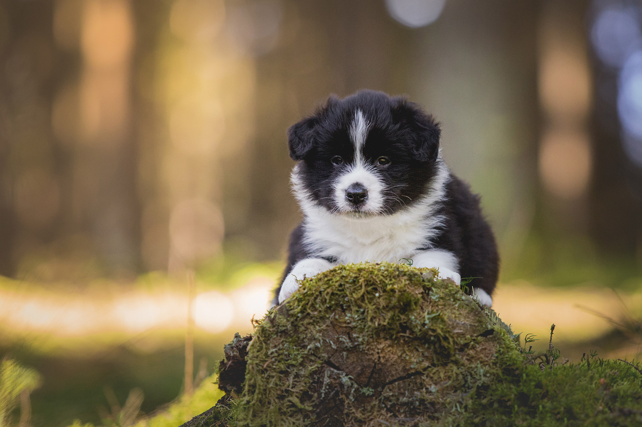 Fünf Wochen alter Border Collie Welpe bei einem Ausflug in den Wald