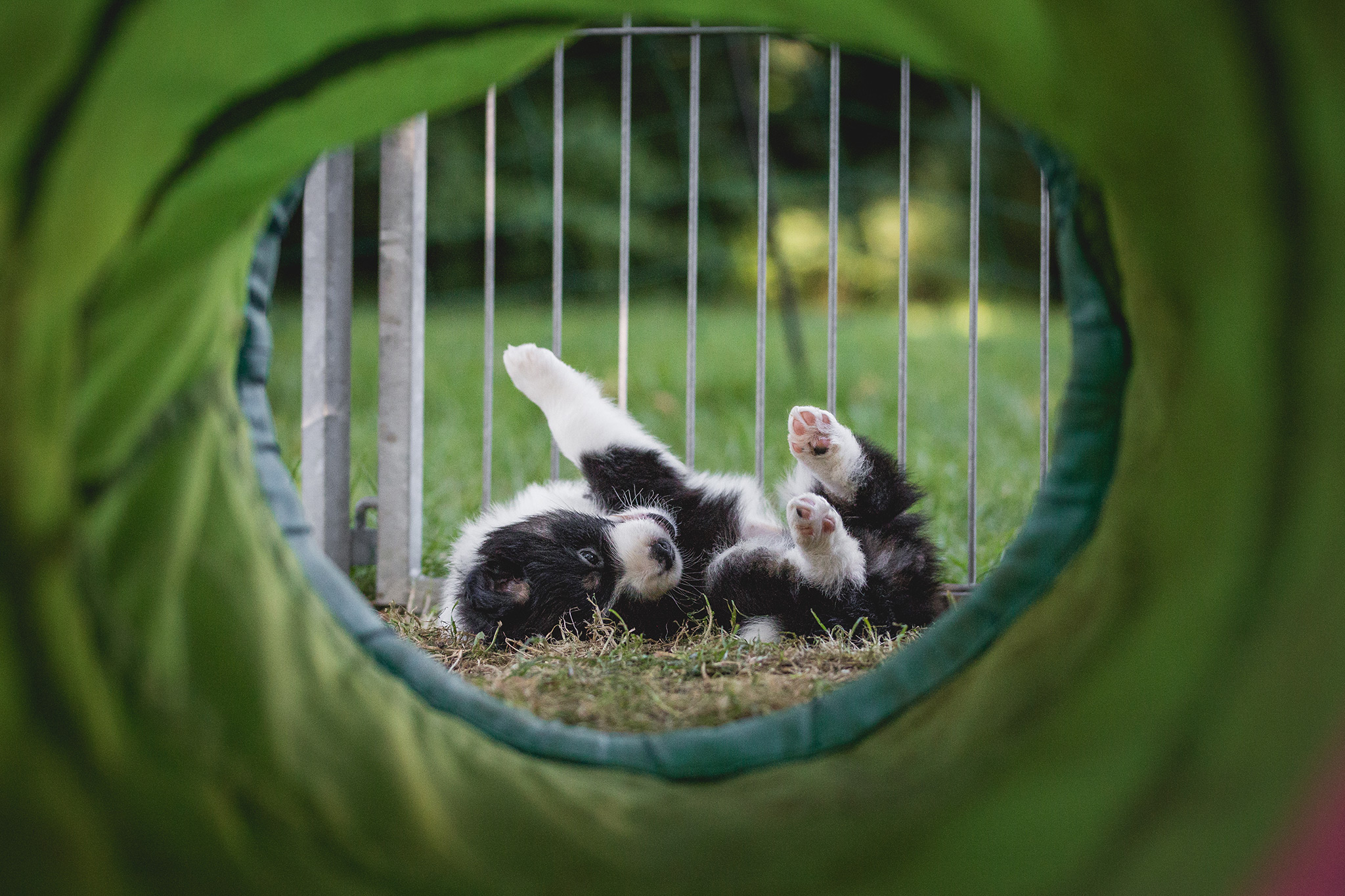 Border Collie Welpe im Welpenauslauf beim Border Collie Züchter