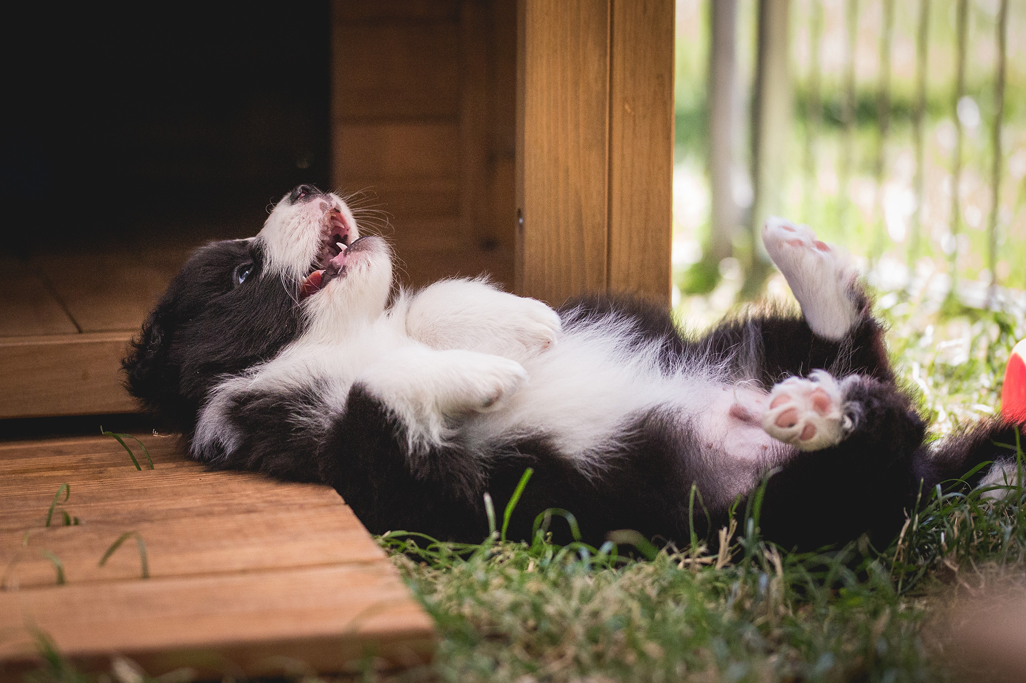 Border Collie Welpe im Welpenauslauf beim Border Collie Züchter