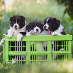 Border Collie Welpen in einer grünen Klappbox