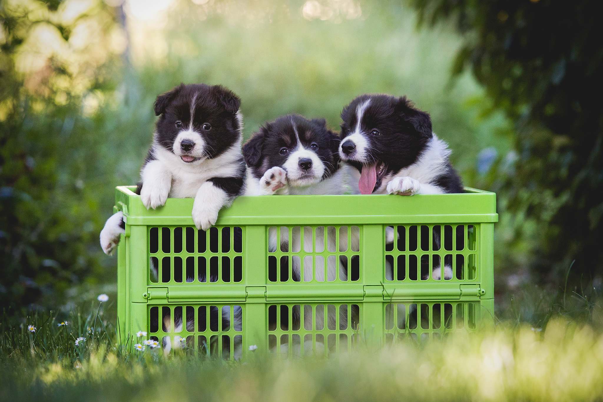 Border Collie Welpen in einer grünen Klappbox