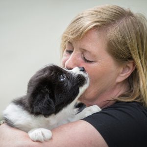 Border Collie Welpe wird auf dem Arm gehalten