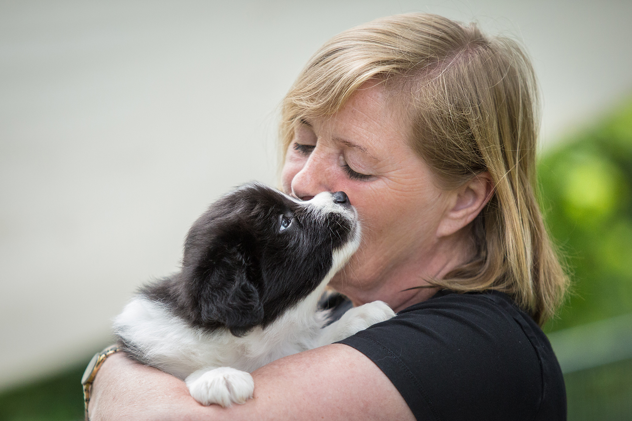 Border Collie Welpe wird auf dem Arm gehalten