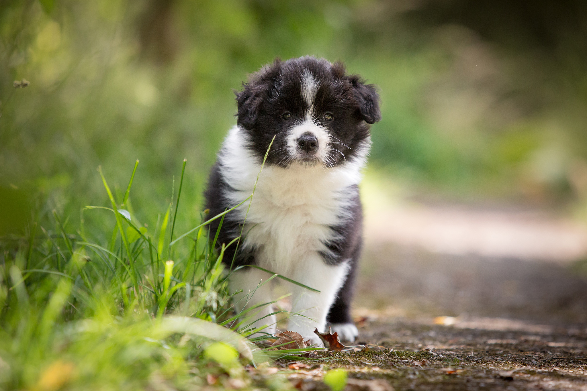 Sechs Wochen alte Border Collie Welpen erkunden den Garten