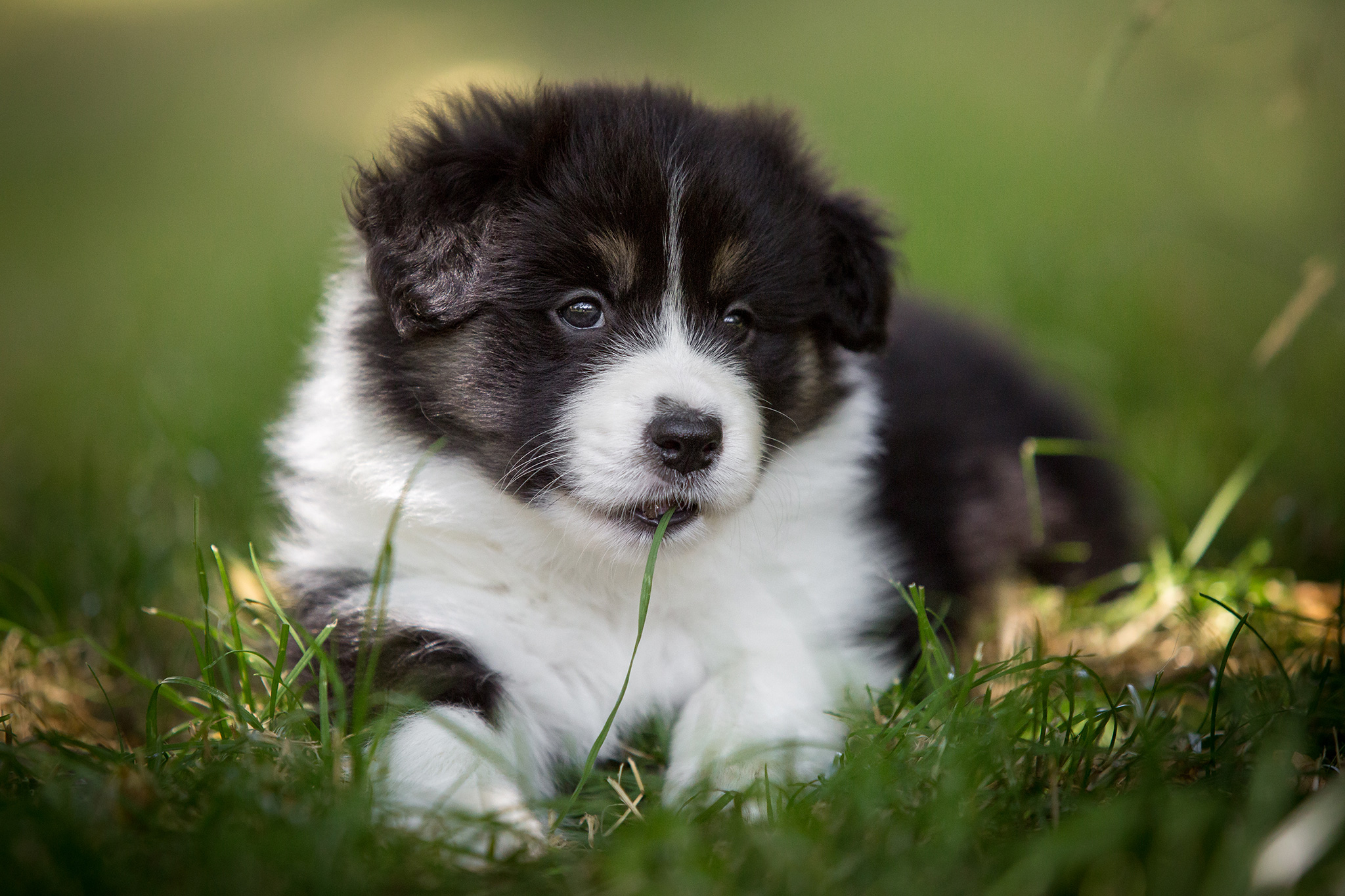 Sechs Wochen alte Border Collie Welpen erkunden den Garten