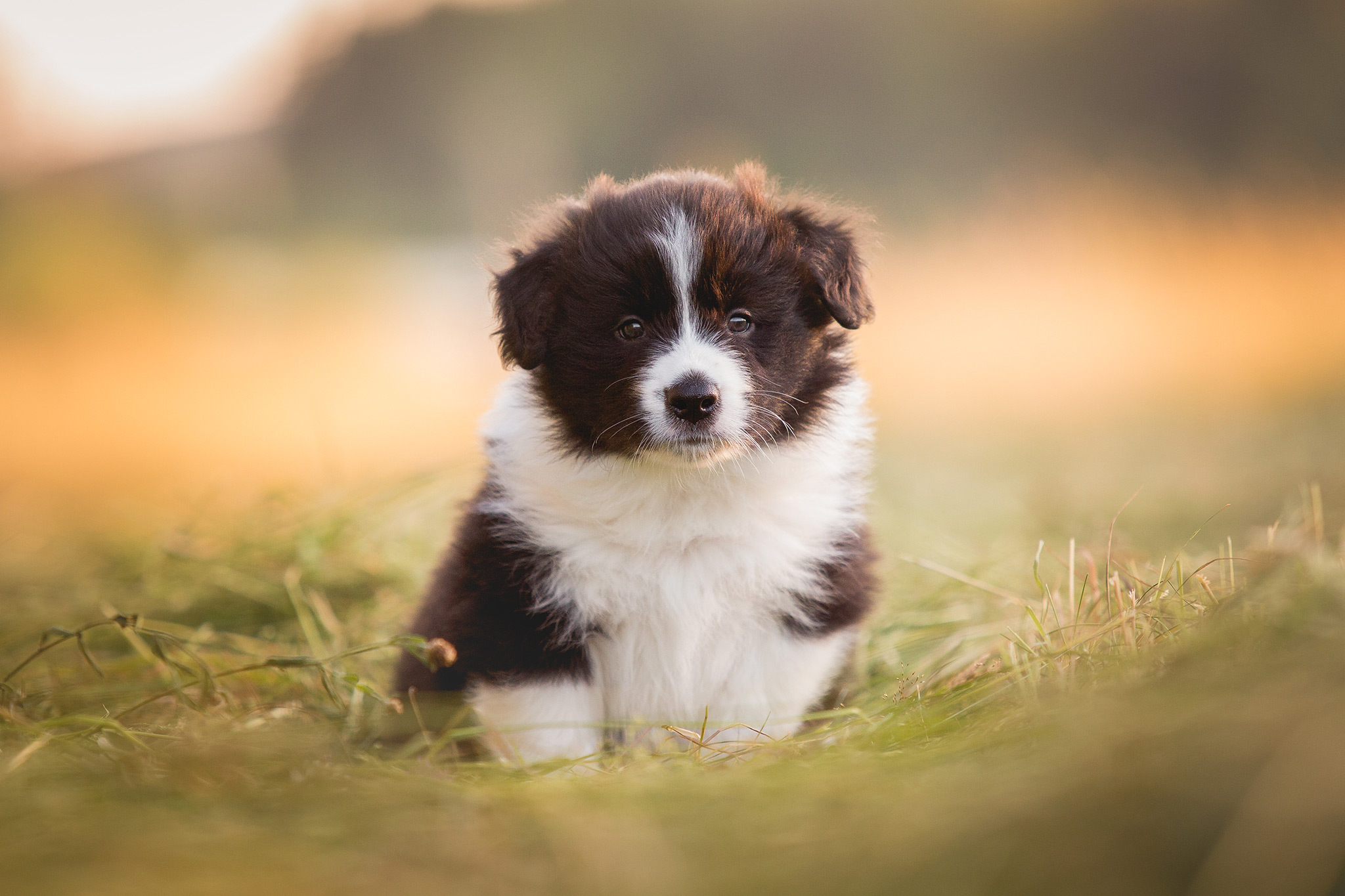 Border Collie Welpe sitzt auf dem Feld