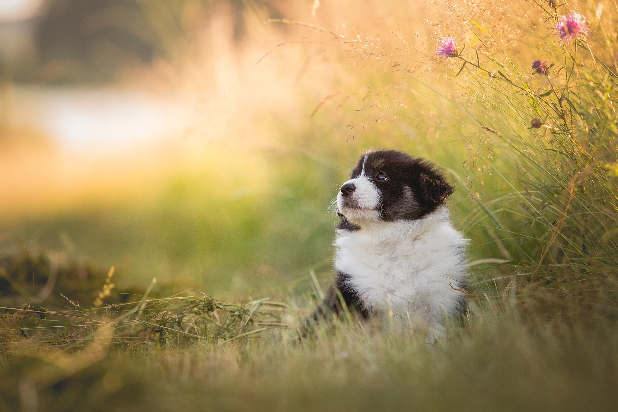 Border Collie Welpe sitzt auf dem Feld