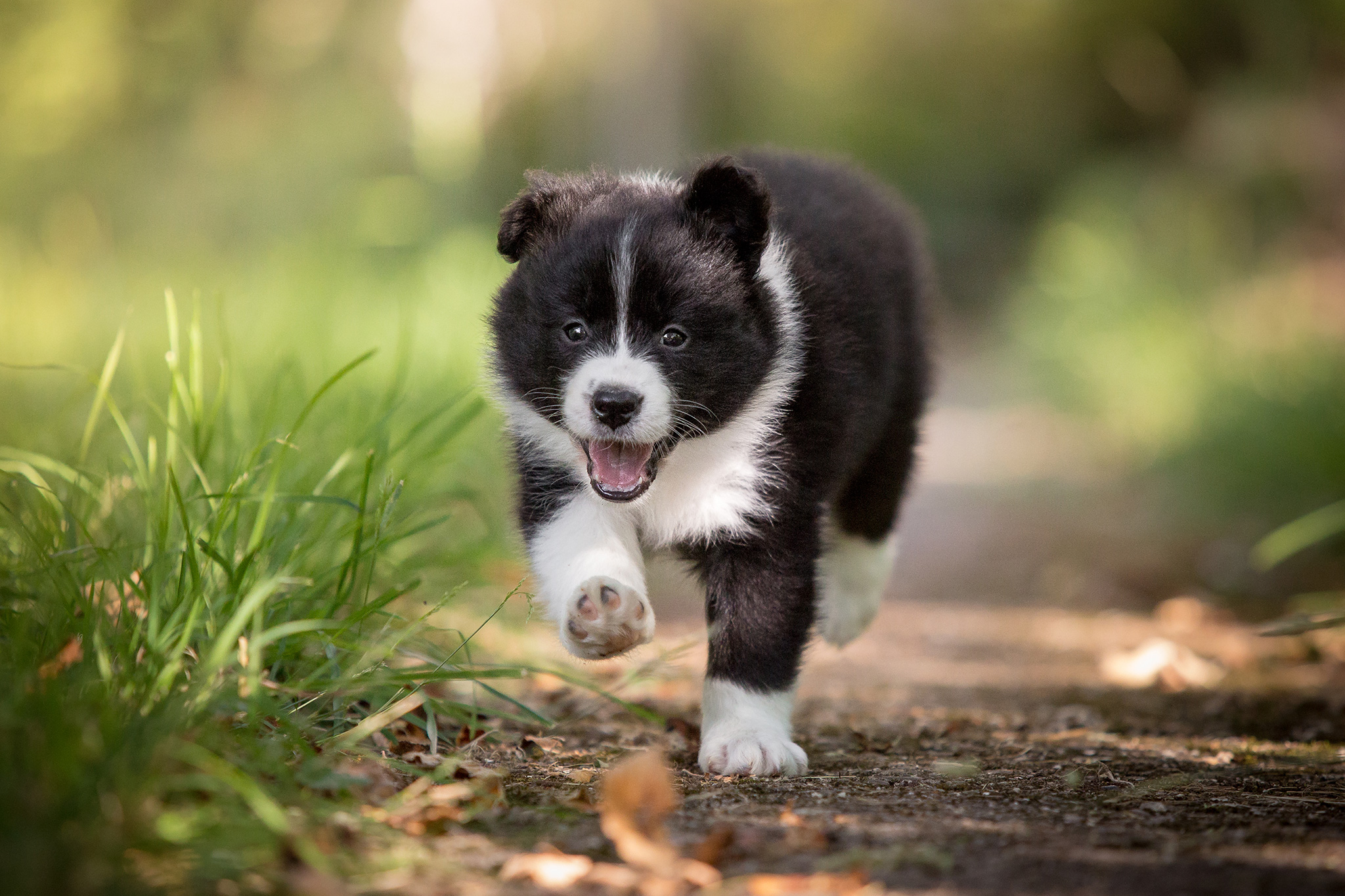 Sechs Wochen alte Border Collie Welpen erkunden den Garten