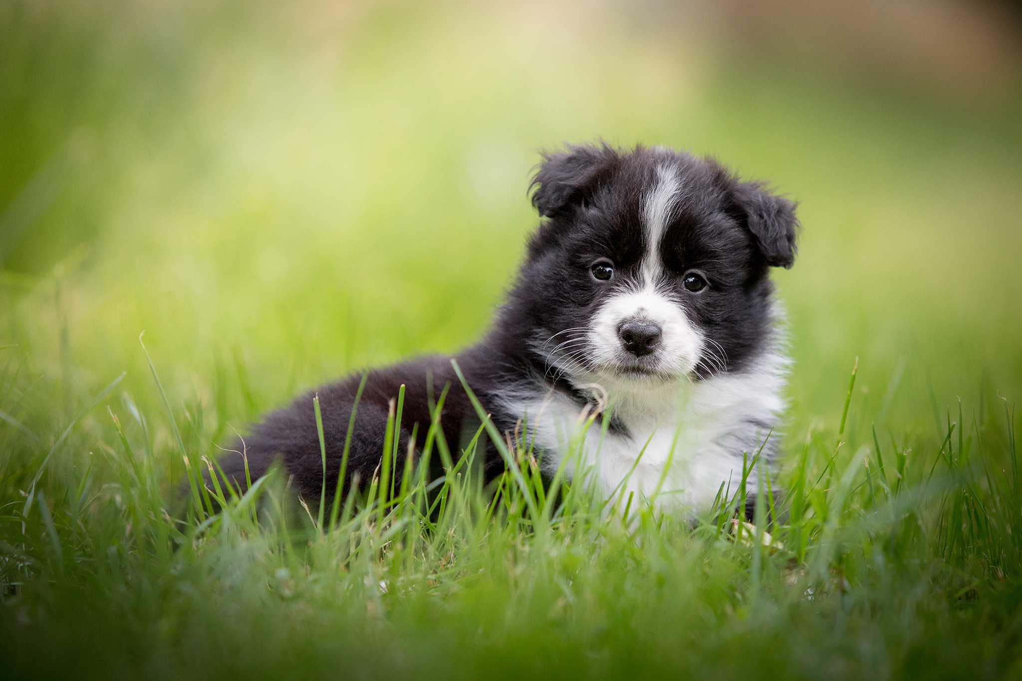 Sechs Wochen alte Border Collie Welpen erkunden den Garten