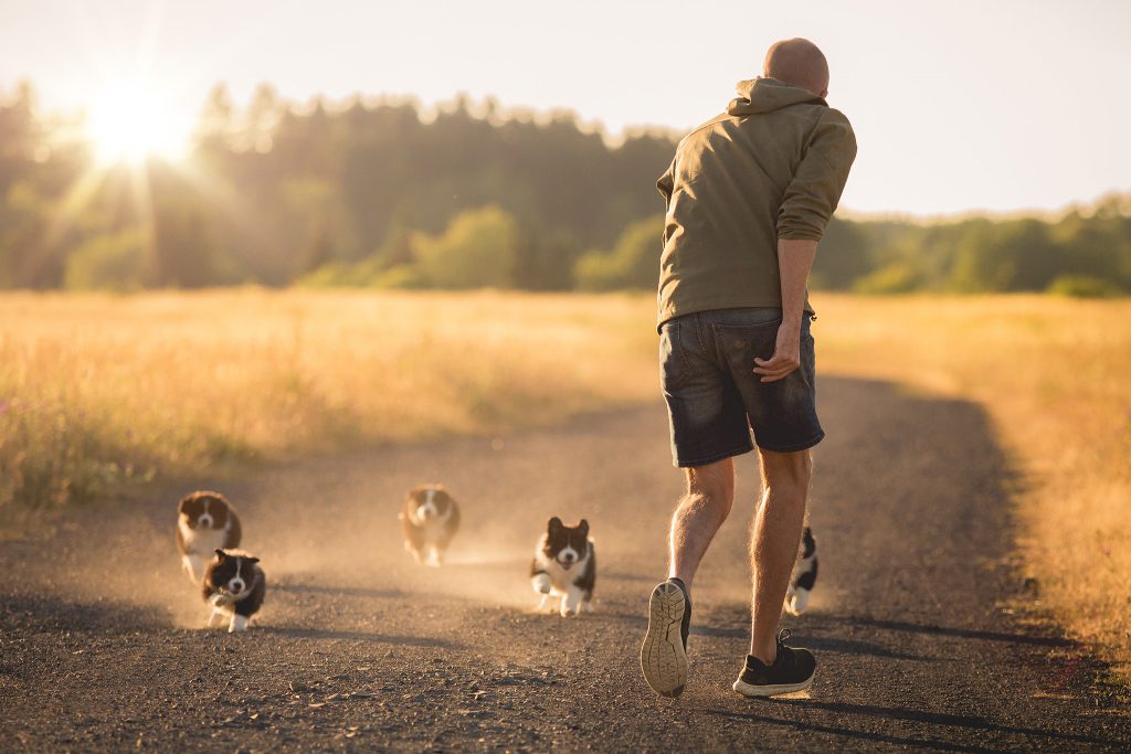 Border Collie Züchter Johannes Willwacher mit fünf seiner Border Collie Welpen