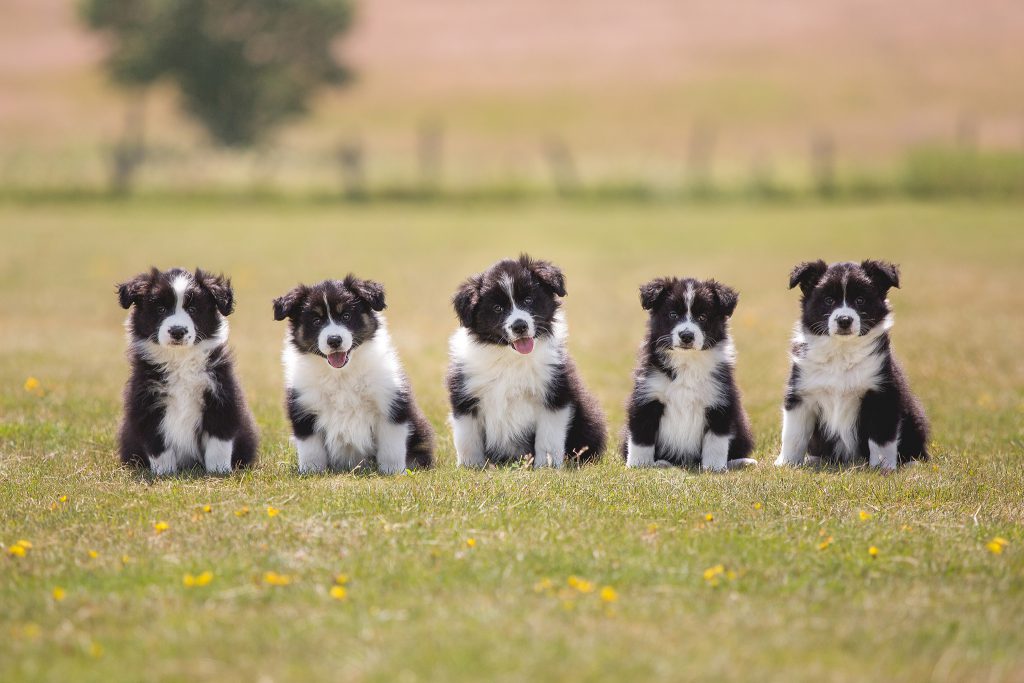 Gruppenfoto von fünf Border Collie Welpen