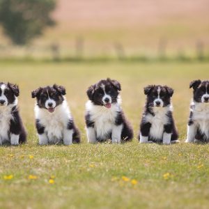 Gruppenfoto von fünf Border Collie Welpen