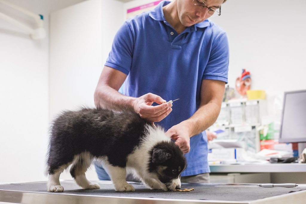 Border Collie Welpe zum Chippen in der Tierärztlichen Gemeinschaftspraxis Ferger und Brantin in Bad Marienberg