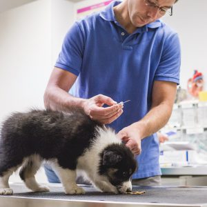 Border Collie Welpe zum Chippen in der Tierärztlichen Gemeinschaftspraxis Ferger und Brantin in Bad Marienberg