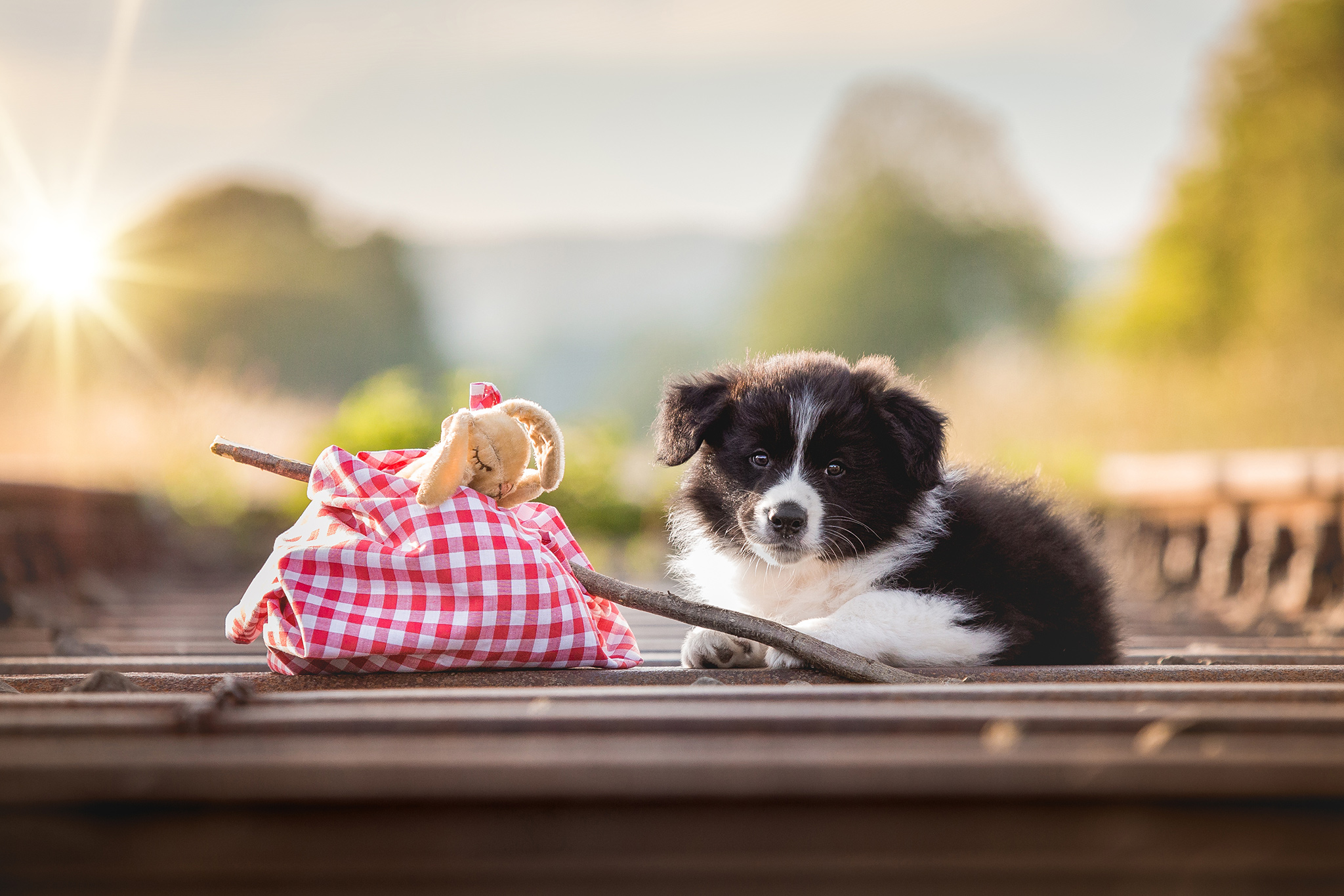 Acht Wochen alter Border Collie Welpe beim Fotoshooting auf den Bahngleisen