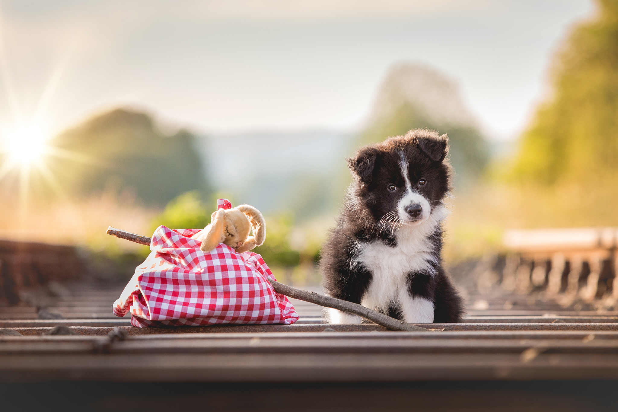 Acht Wochen alter Border Collie Welpe beim Fotoshooting auf den Bahngleisen