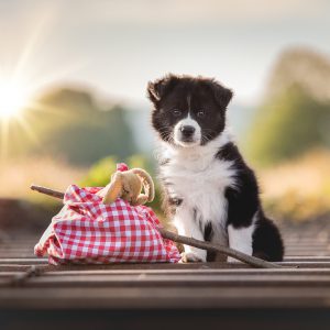 Acht Wochen alter Border Collie Welpe beim Fotoshooting auf den Bahngleisen