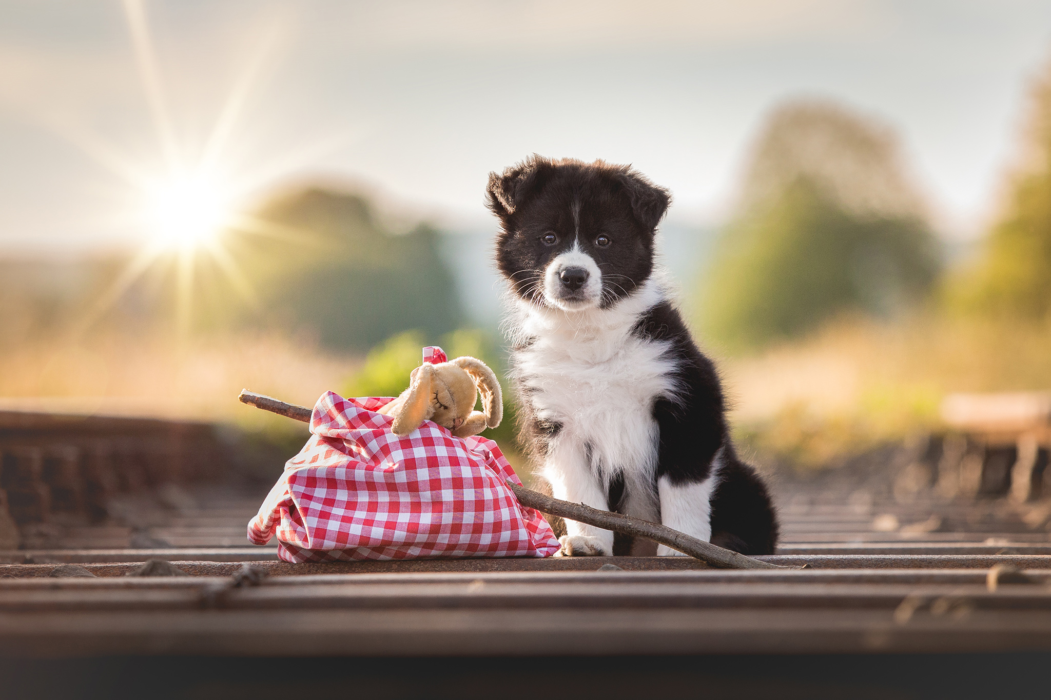 Acht Wochen alter Border Collie Welpe beim Fotoshooting auf den Bahngleisen