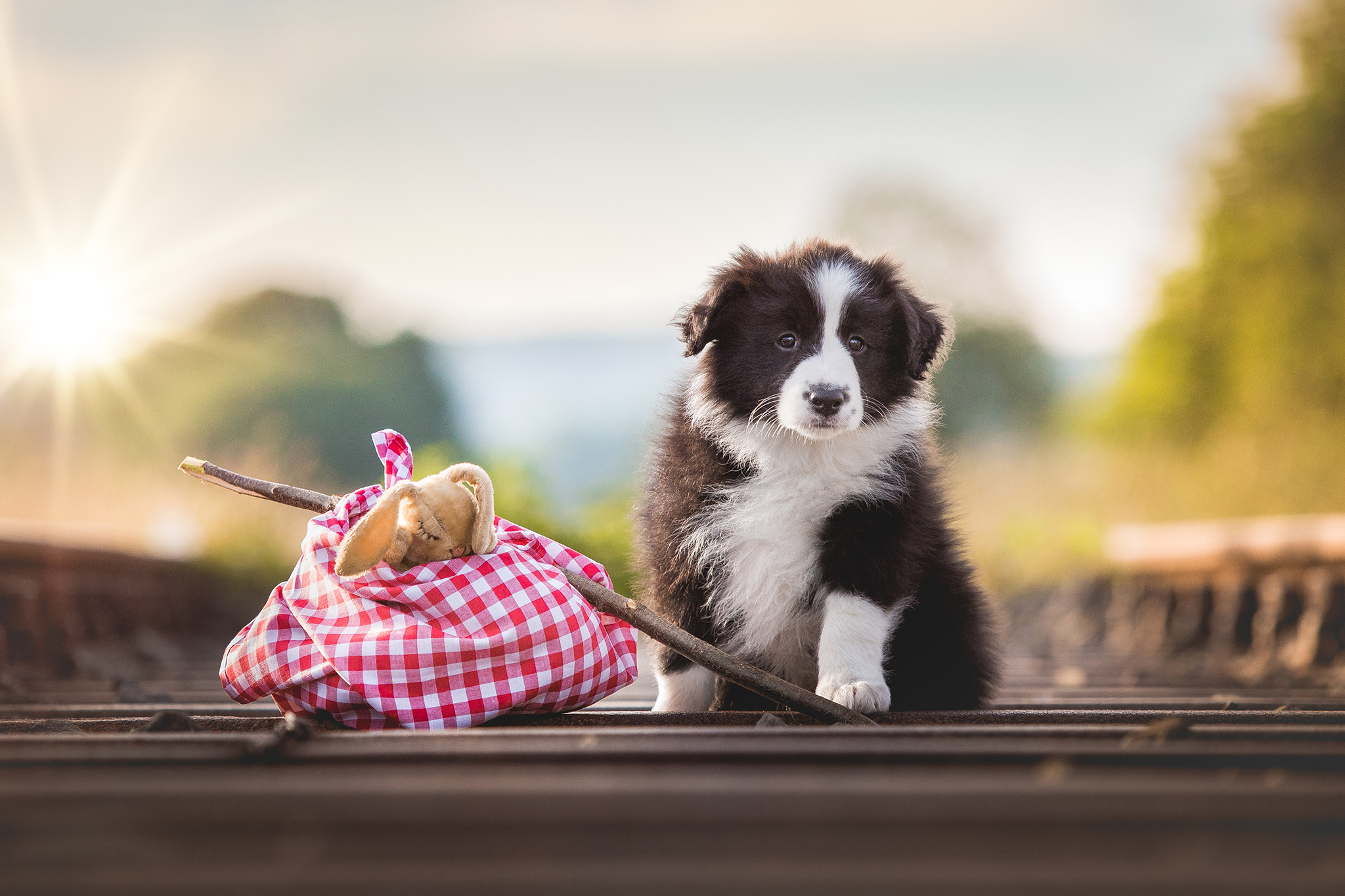 Acht Wochen alter Border Collie Welpe beim Fotoshooting auf den Bahngleisen