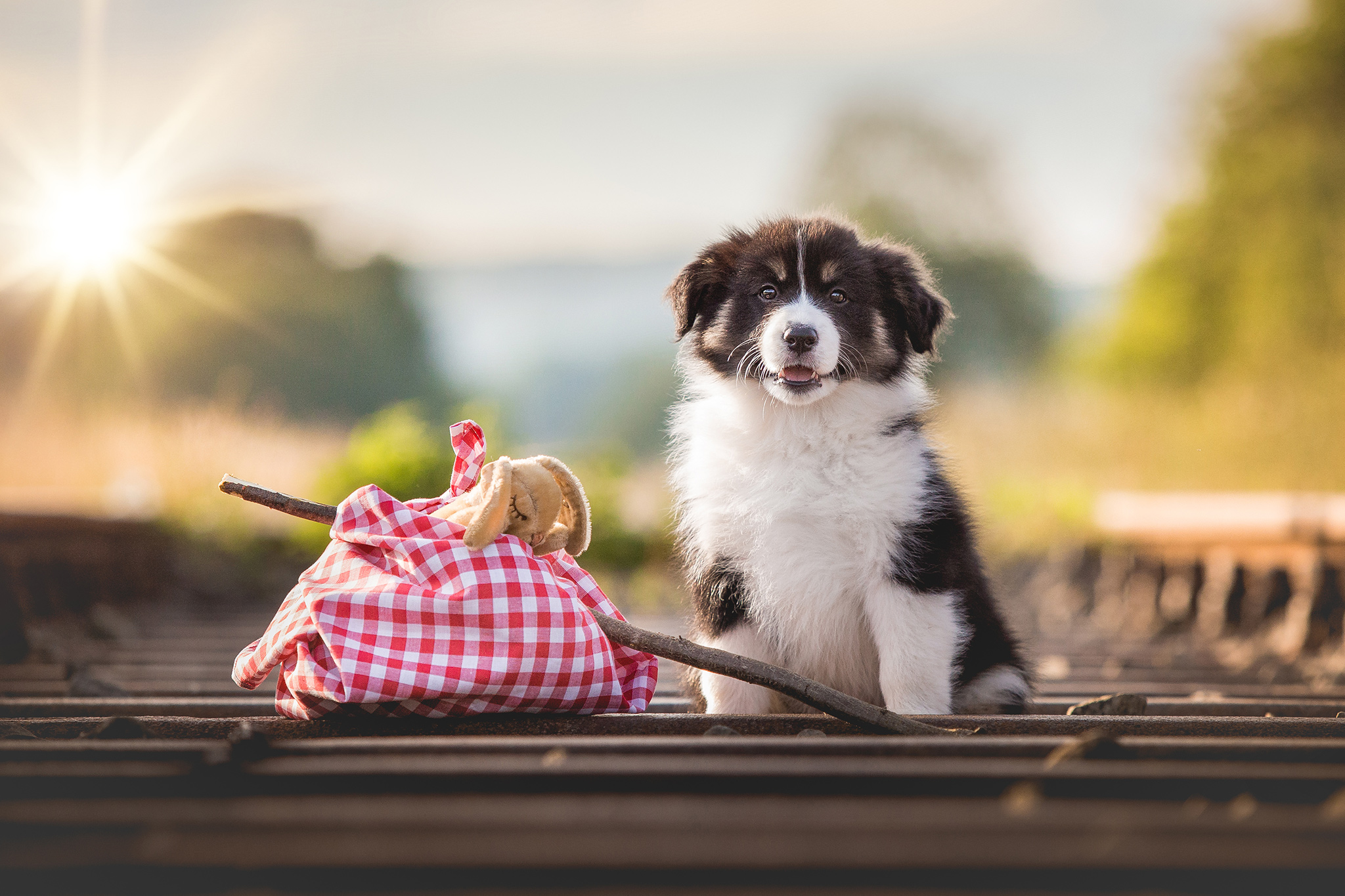 Acht Wochen alter Border Collie Welpe beim Fotoshooting auf den Bahngleisen