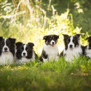 Vier erwachsene Border Collies und ein Border Collie Welpe