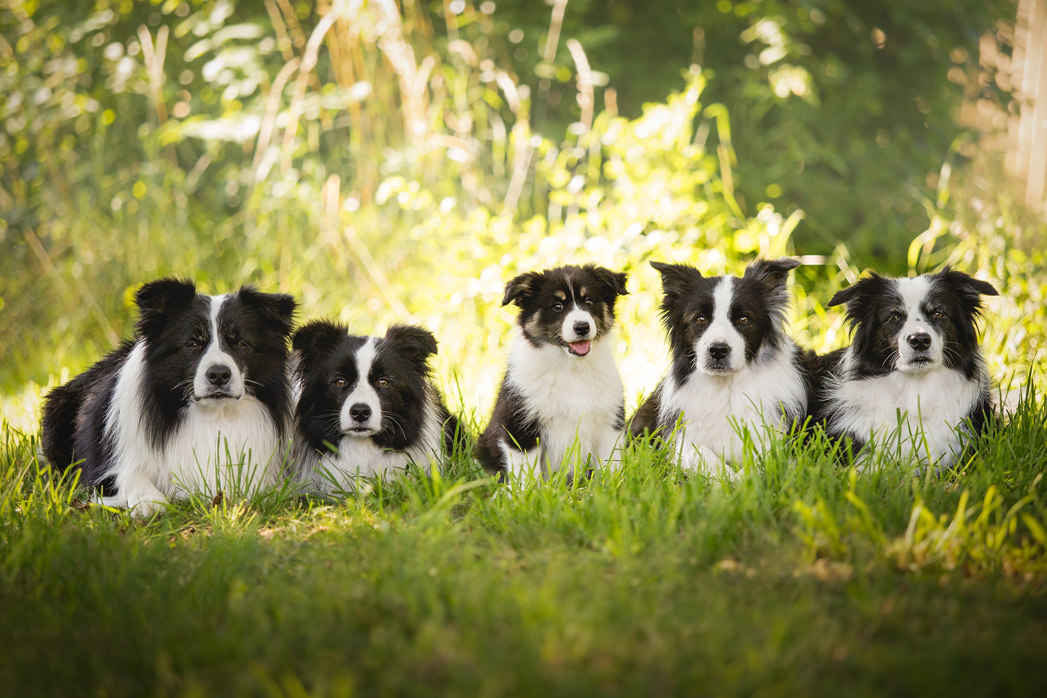 Vier erwachsene Border Collies und ein Border Collie Welpe