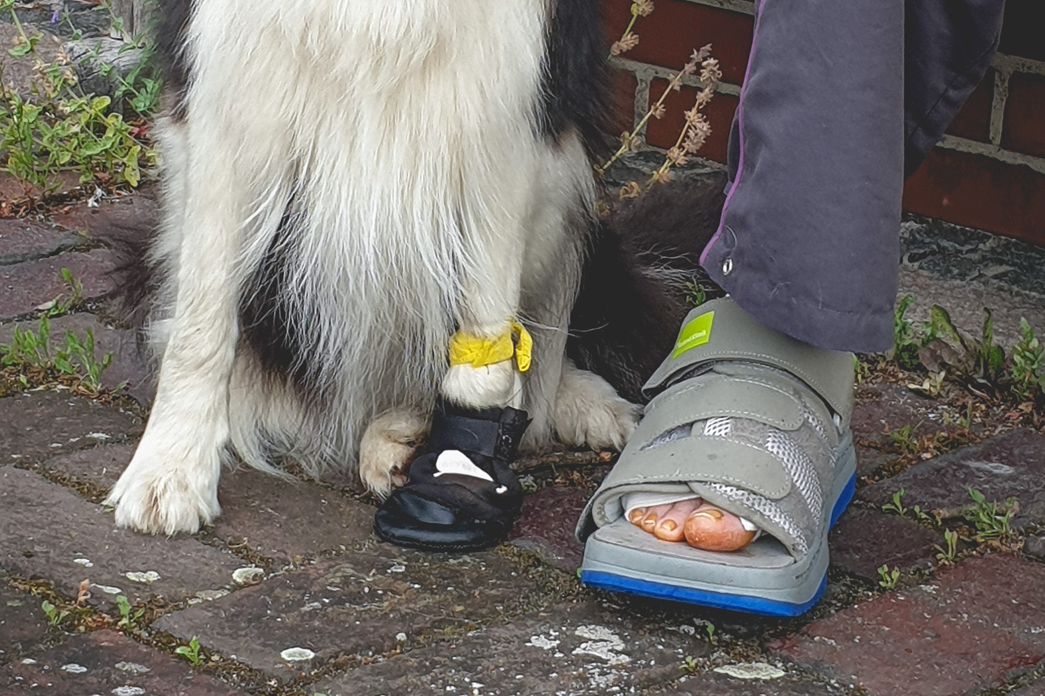 Verletzte Pfote beim Border Collie, Schiene beim Menschen