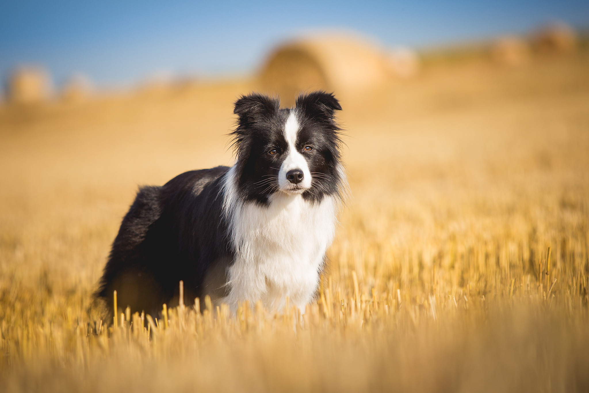 Border Collie Hündin im Kornfeld