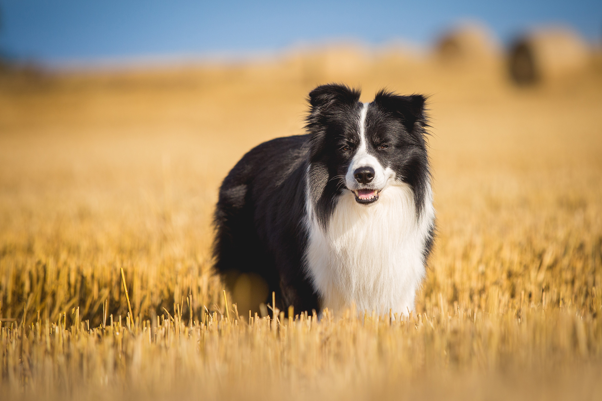 Border Collie Rüde im Kornfeld