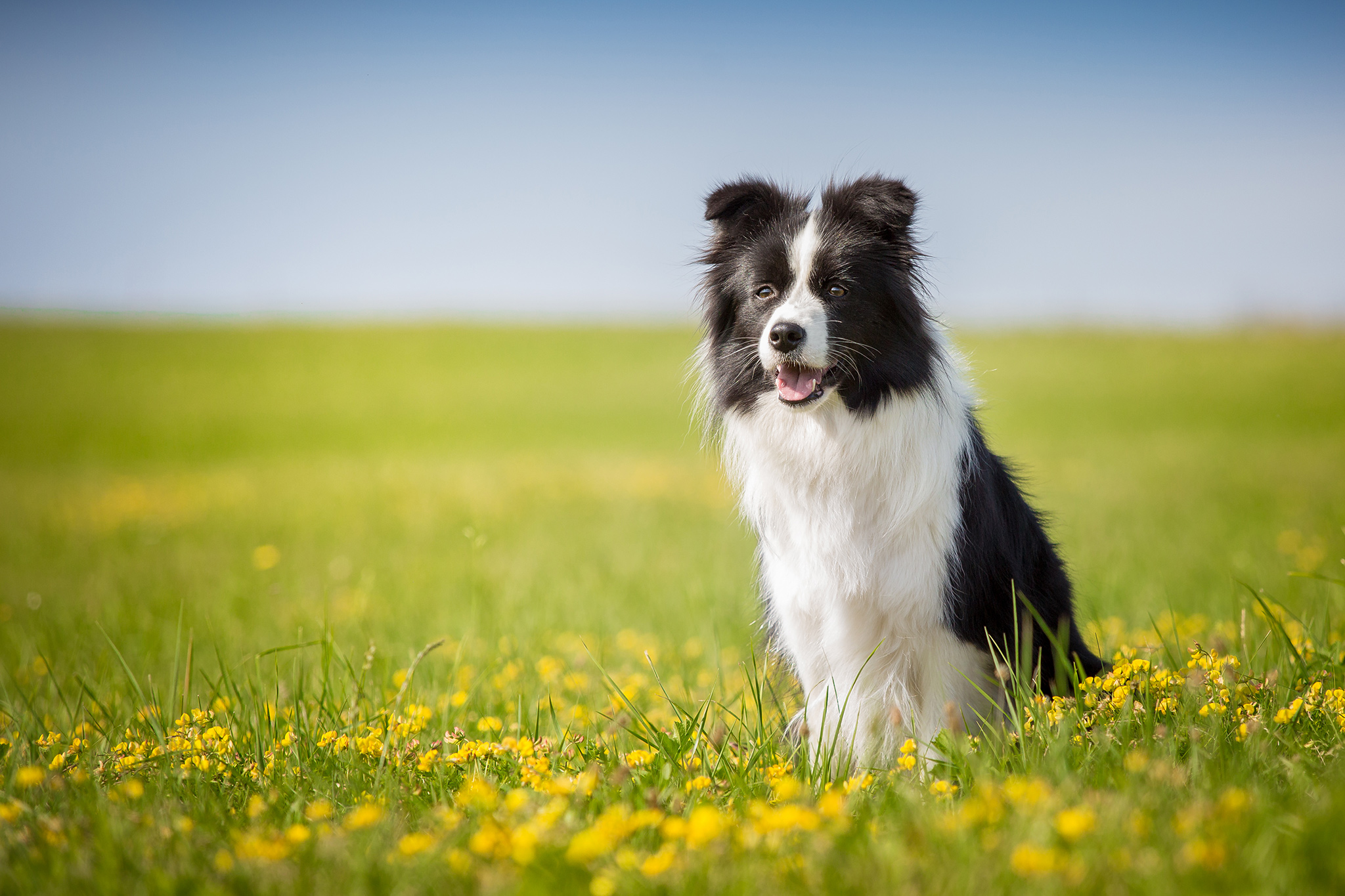 Border Collie Hündin auf einer Sommerwiese