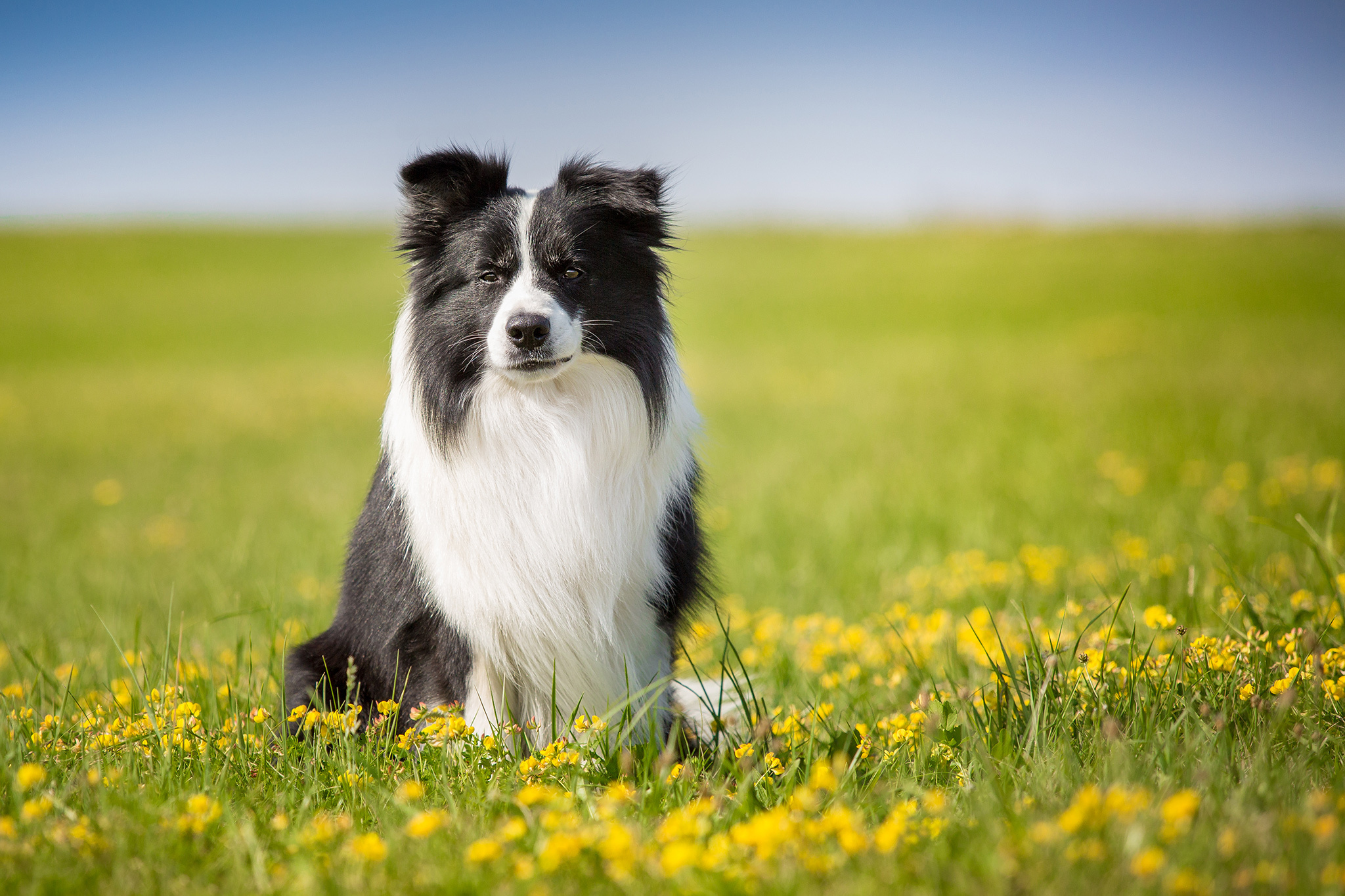 Border Collie Rüde auf einer Sommerwiese