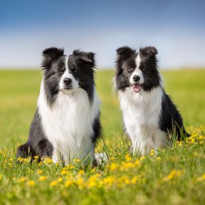 Zwei Border Collies auf einer Sommerwiese