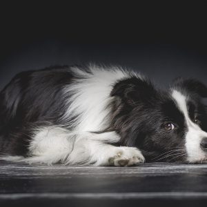 Border Collie Hündin