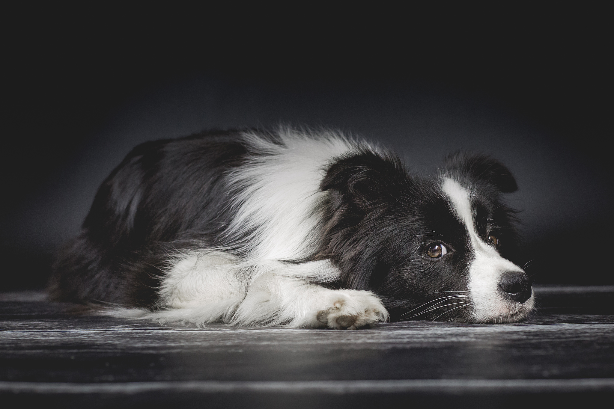 Border Collie Hündin