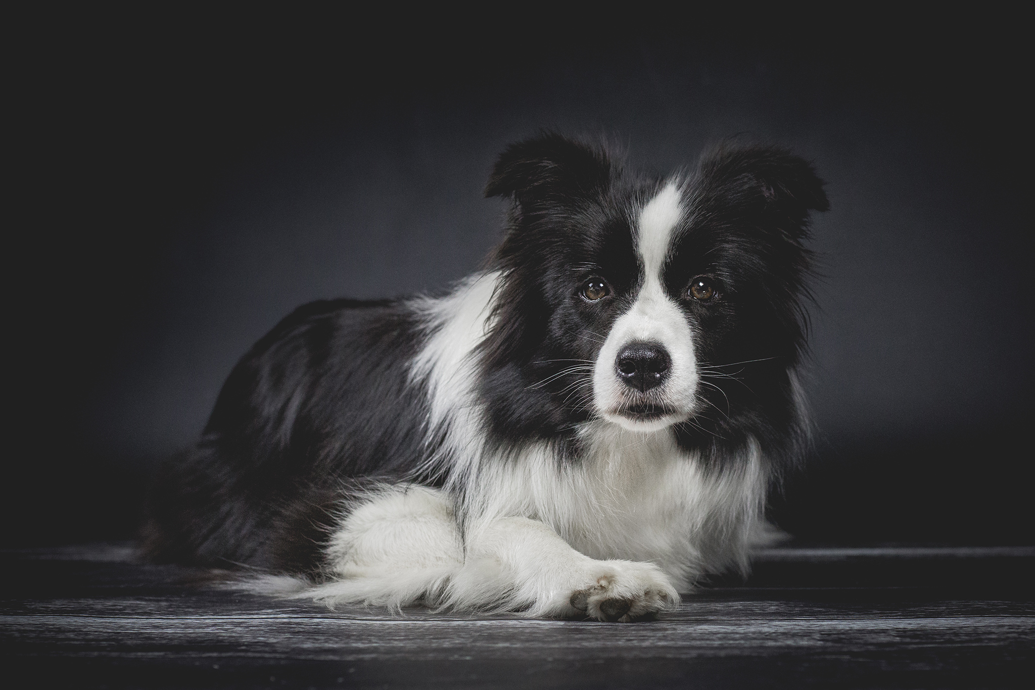 Border Collie Hündin