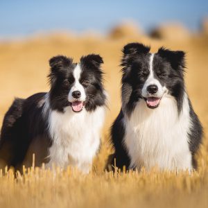 Zwei Border Collies im goldenen Kornfeld