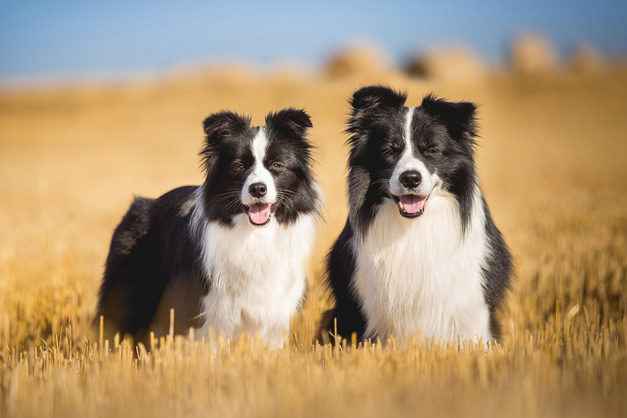 Zwei Border Collies im goldenen Kornfeld