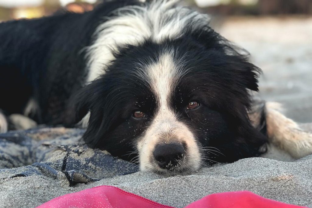 Border Collie am Strand