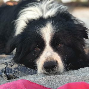 Border Collie am Strand