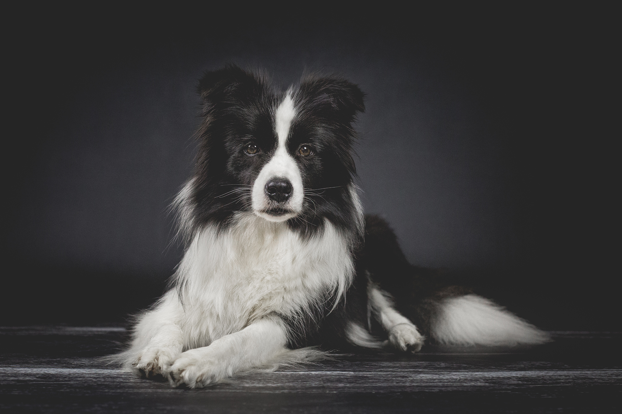 Border Collie Hündin