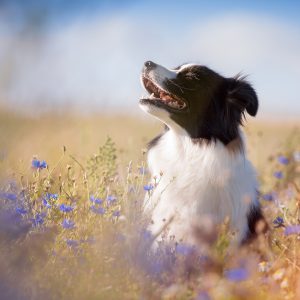 Border Collie Hündin in einem verwilderten Feld mit Kornblumen