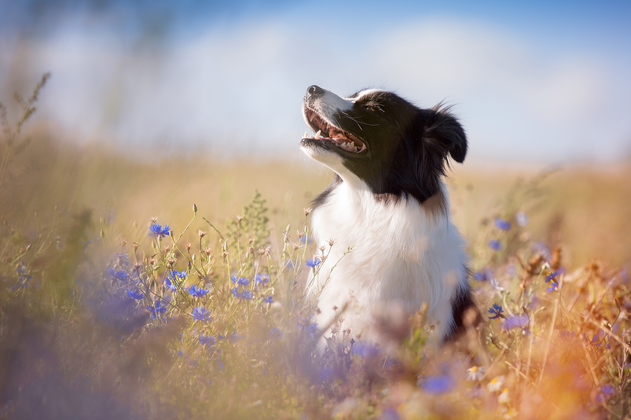 07|09|2019 – Heidi in der fünften Trächtigkeitswoche